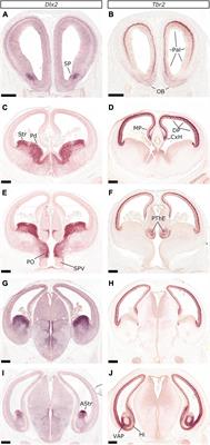 Genoarchitectonic Compartmentalization of the Embryonic Telencephalon: Insights From the Domestic Cat